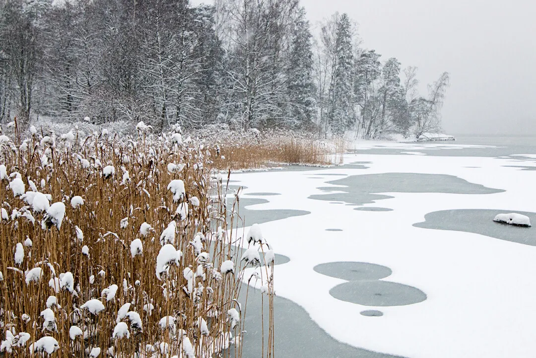 Talvi, Seurasaari, Helsinki, Finland, Winter, snow, january, outdoors, nature