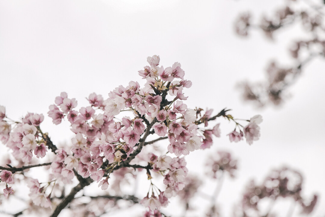 blooming tree, ronda, cherrytree, cherryblossoms, kirsikkapuu, valokuvaaja, Frida Steiner