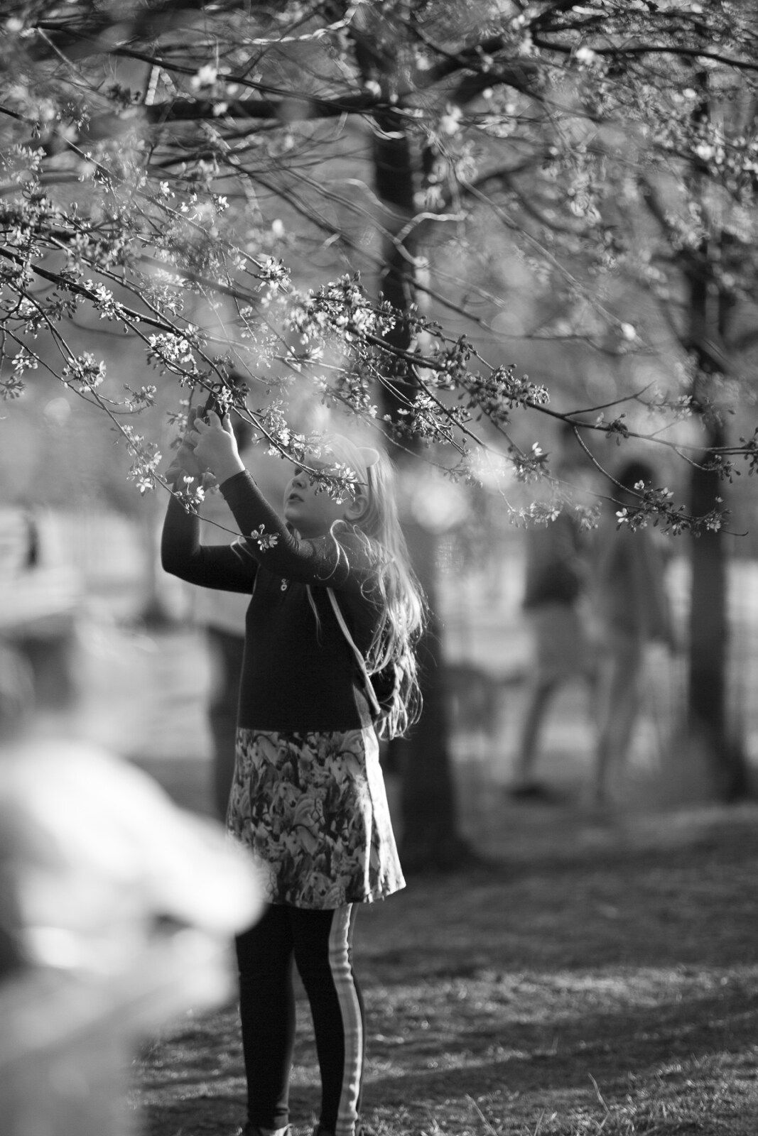 Kirsikankukkia Roihuvuoressa Frida Steiner