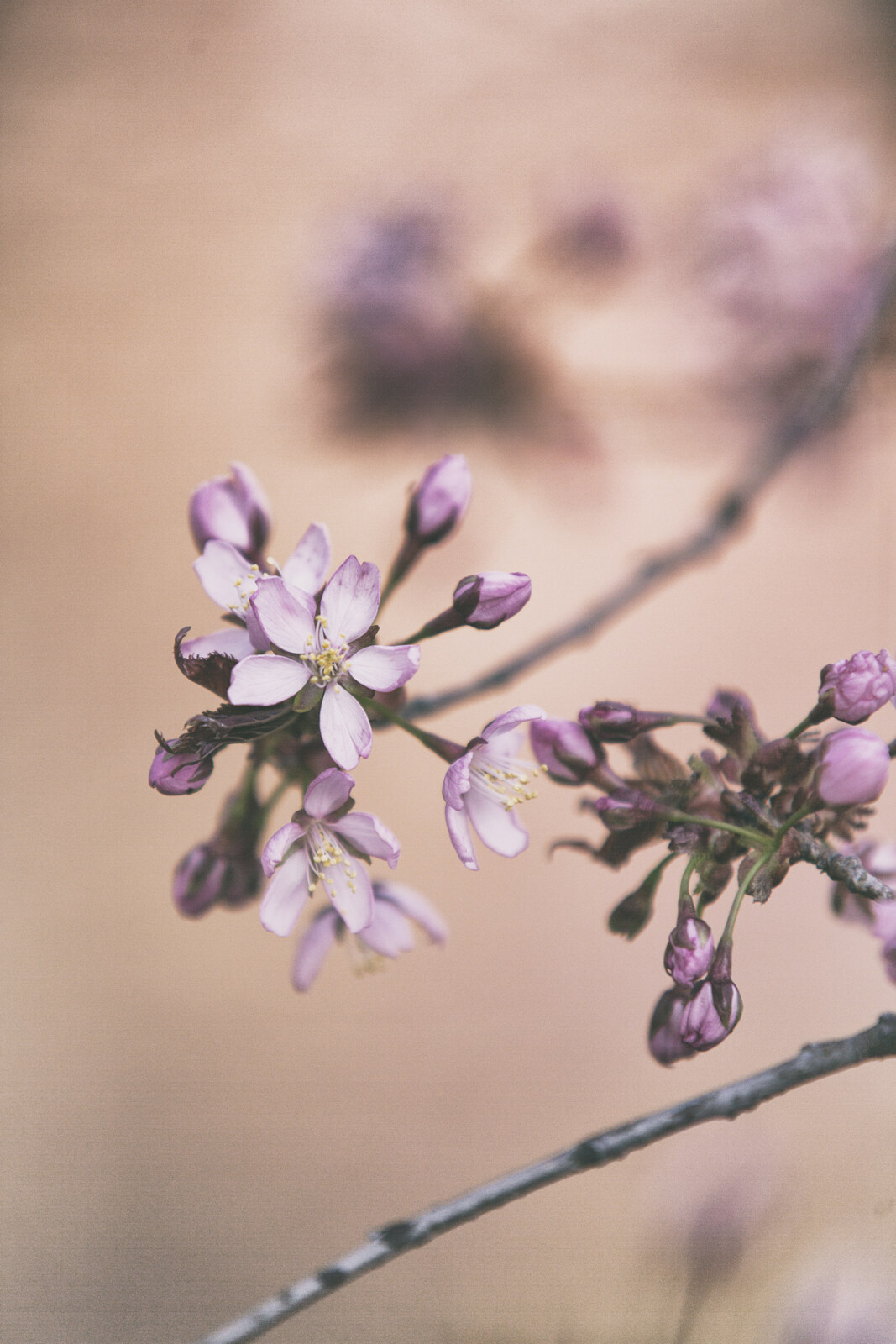Kirsikankukkia Roihuvuoressa Frida Steiner