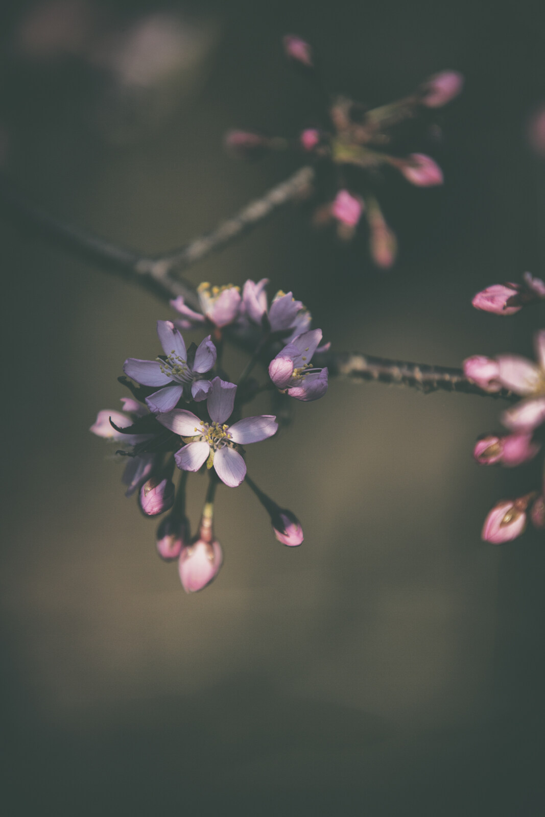 Kirsikankukkia Roihuvuoressa Frida Steiner