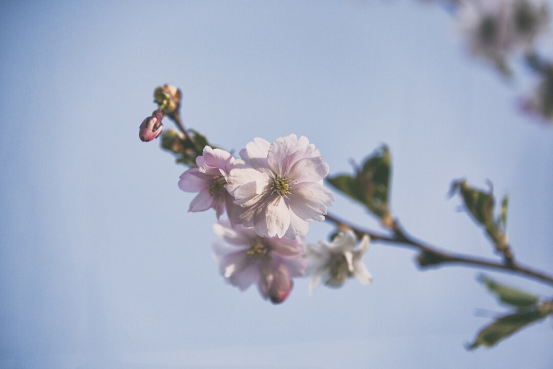 Kirsikankukkia Roihuvuoressa Frida Steiner