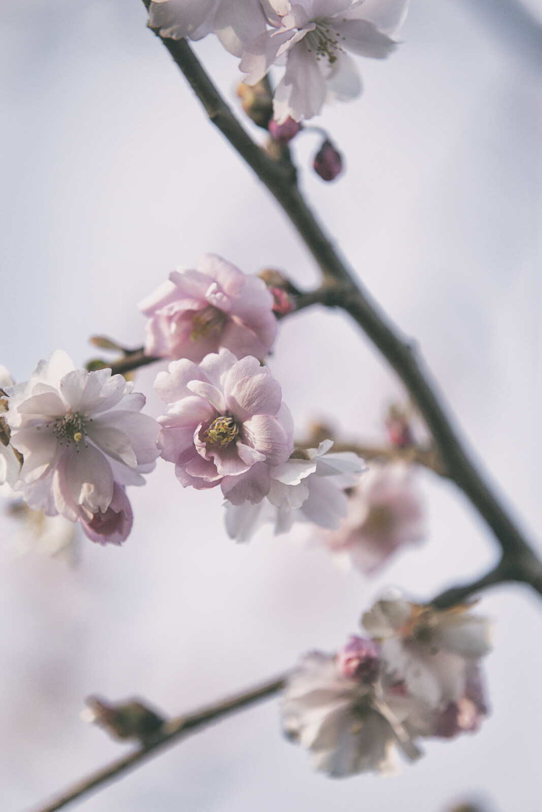 Kirsikankukkia Roihuvuoressa Frida Steiner
